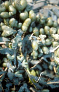 Certaines algues poss�dent des frondes flotteurs